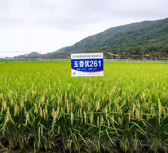 玉香優(yōu)261-水稻種子-金健種業(yè)