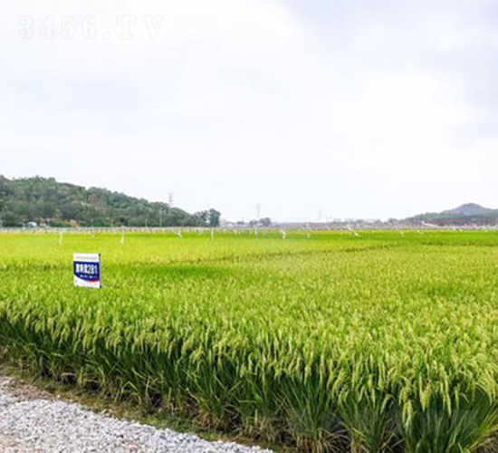 津兩優(yōu)28-水稻種子-金健種業(yè)