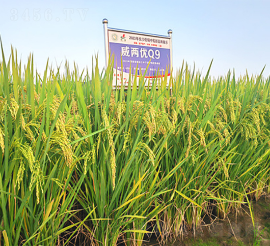 威兩優(yōu)Q9-水稻種子-金健種業(yè)
