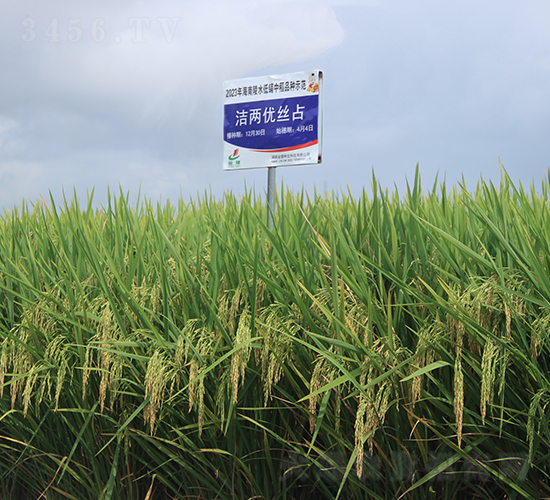 潔兩優(yōu)絲占-水稻種子-金健種業(yè)