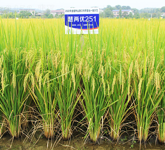 慧兩優(yōu)251-水稻種子-金健種業(yè)