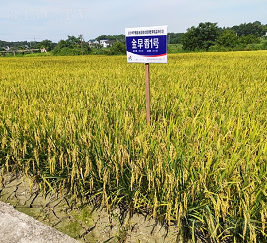 金早香1號-水稻種子-金健種業(yè)