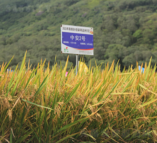 中安2號-水稻種子-金健種業(yè)