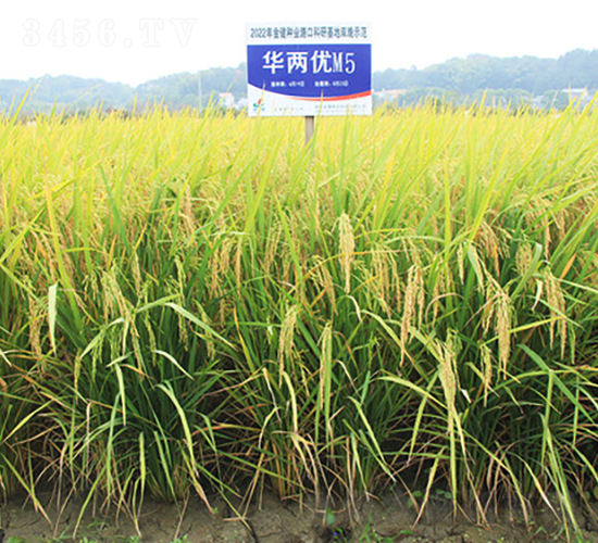 AɃ(yu)M5-ˮN-𽡷NI(y)