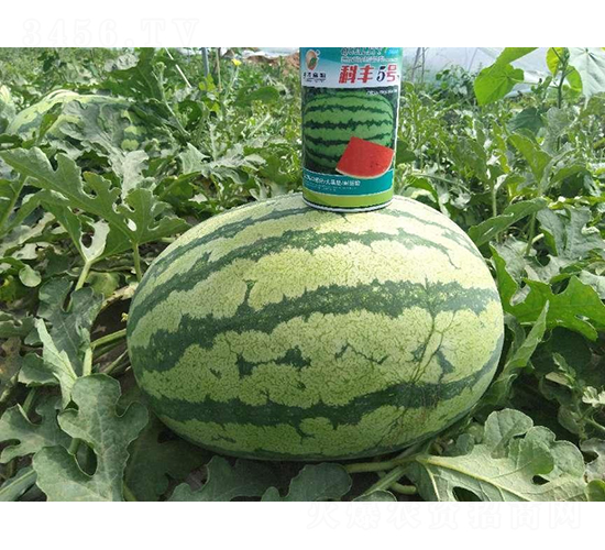 科豐5號(hào)-西瓜種子-秦豐種業(yè)