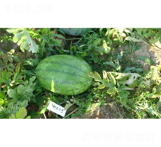 科豐3號(hào)-西瓜種子-秦豐種業(yè)