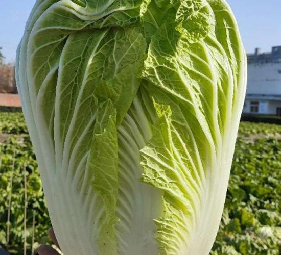 ذ̖(ho)-ײ˷N-SNI(y)