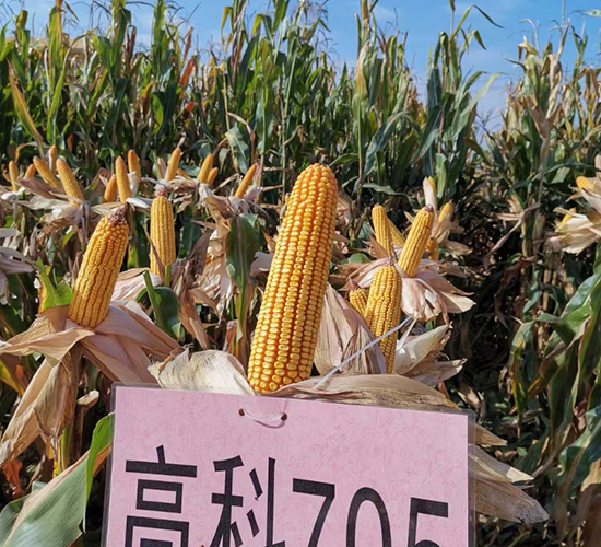 高科705-玉米種子-秦豐種業(yè)