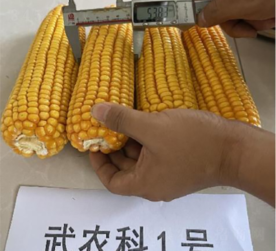 武農(nóng)科1號-玉米種子-秦豐種業(yè)