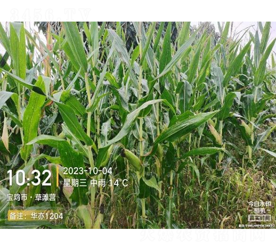 華亦1204-玉米種子-秦豐種業(yè)