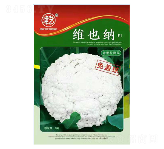 花菜種子-維也納-邯豐農業(yè)