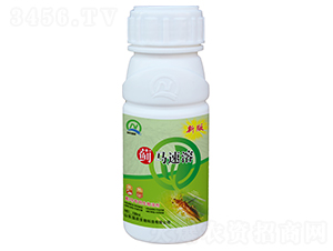 薊馬專(zhuān)用生物溶劑-薊馬速溶-強(qiáng)農(nóng)生物