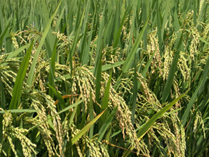 株兩優(yōu)39-水稻種子-天豐農(nóng)業(yè)