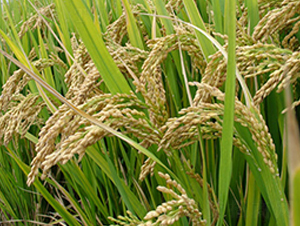 (yu)4̖(ho)-sN-нNI(y)