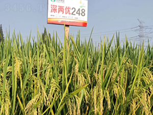 Ƀ(yu)248-ˮN-S(l)NI(y)