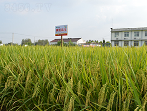 Ƀ(yu)-ˮN-S(l)NI(y)