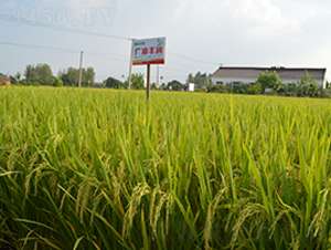 VS(rn)-ˮN-S(l)NI(y)