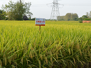 SɃ(yu)̖(ho)-ˮN-S(l)NI(y)