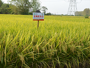 SɃ(yu)Aռ-ˮN-S(l)NI(y)