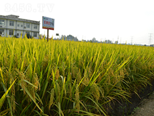 SɃ(yu)916-ˮN-S(l)NI(y)