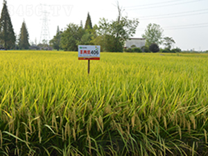 SɃ(yu)406-ˮN-S(l)NI(y)