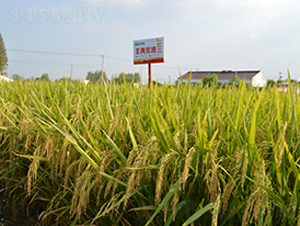 SɃ(yu)-ˮN-S(l)NI(y)