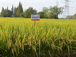 SɃ(yu)̖(ho)-ˮN-S(l)NI(y)