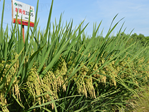 SɃ(yu)3305-ˮN-S(l)NI(y)