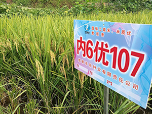 (ni)6(yu)107-ˮN-S(l)NI(y)