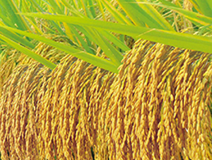 (ni)8518-ˮN-S(l)NI(y)