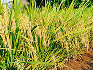 i(yu)1269-ˮN-S(l)NI(y)