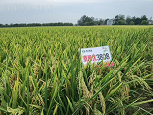 ̩Ƀ(yu)3808-ˮN-S(l)NI(y)