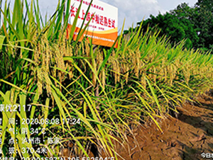 (yu)2117-ˮN-S(l)NI(y)