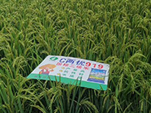 CɃ(yu)919-ˮN-S(l)NI(y)