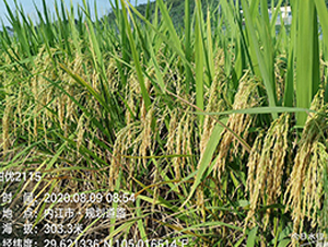 マ(yu)2115-ˮN-S(l)NI(y)