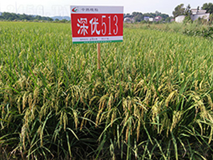 (yu)513-ˮN-S(l)NI(y)