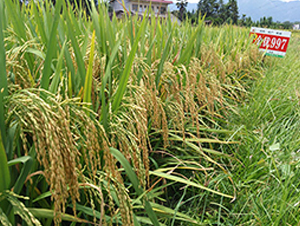 (yu)997-ˮN-S(l)NI(y)