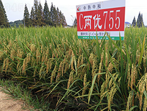 CɃ(yu)755-ˮN-S(l)NI(y)