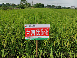 Ƀ(yu)666-ˮN-S(l)NI(y)