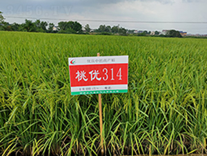 ҃(yu)314-ˮN-S(l)NI(y)