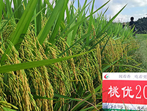 ҃(yu)205-ˮN-S(l)NI(y)