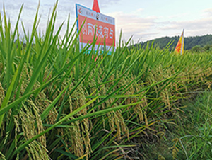 (chung)Ƀ(yu)ռ-ˮN-S(l)NI(y)