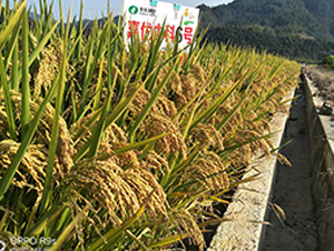 ΃(yu)п6̖(ho)-ˮN-S(l)NI(y)