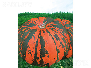 M(mn)}(cng)117-ϹϷN-