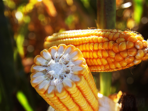 SPR京科968-玉米種子-萬(wàn)向德農(nóng)