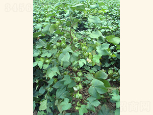 s4̖(ho)-޻N-Ar(nng)