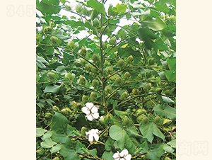 s5̖(ho)-޻N-Ar(nng)