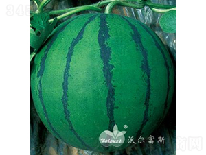 ԁF1_(ti)PƷN-ϷN-֠˹