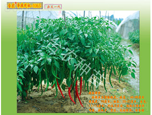 線椒-1065-辣椒種子-臺(tái)農(nóng)種苗