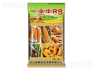 玉米種子-金牛88-金牌種業(yè)